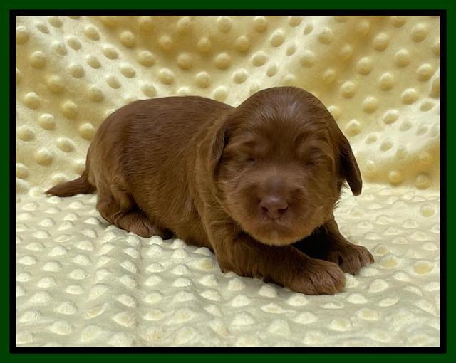 Bree Patrick pups 2 wks old 61