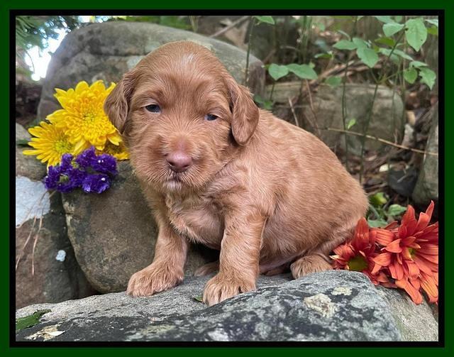 Bree Patrick pups 3 wks old 131