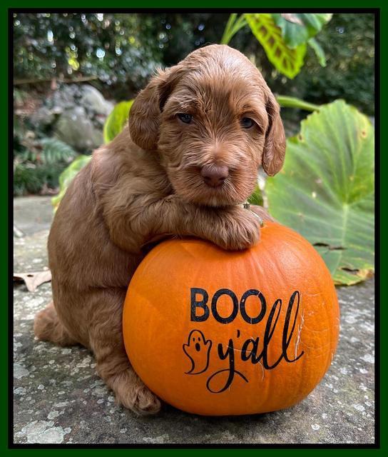 Bree Patrick pups 4 wks old 131