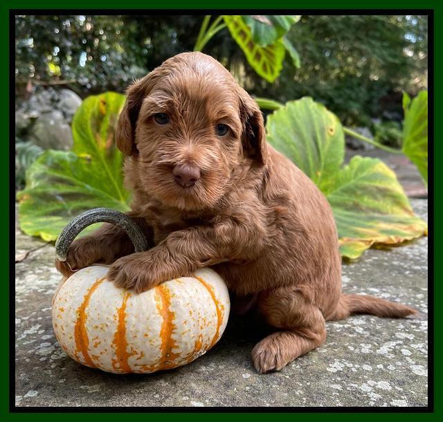 Bree Patrick pups 4 wks old 141
