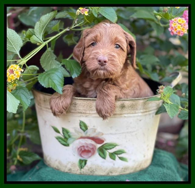 Bree Patrick pups 5 wks old 151
