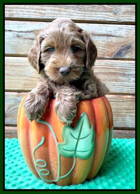 Bree Patrick pups 6 wks old 171