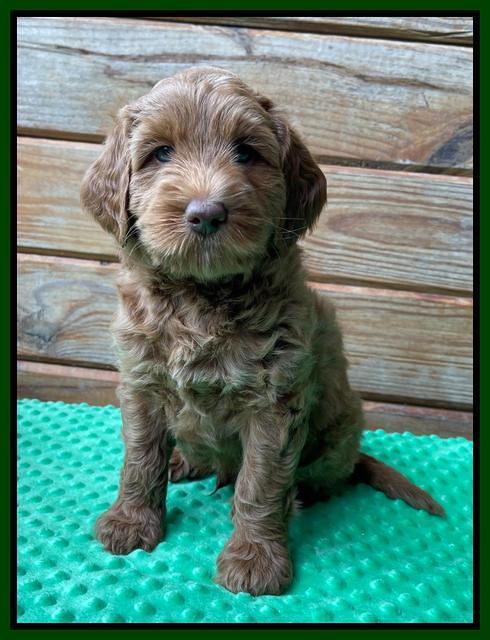 Bree Patrick pups 6 wks old 181