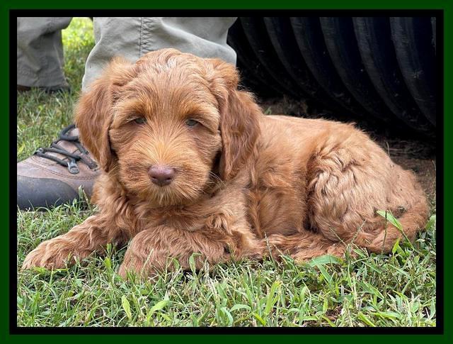 Bree Patrick pups 7 wks old 191