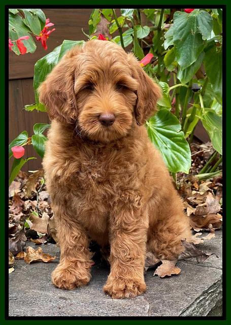 Bree Patrick pups 8 wks old 2152111
