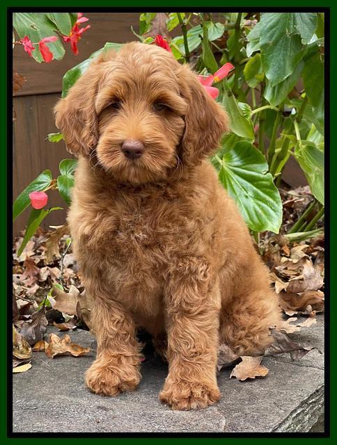 Bree Patrick pups 8 wks old 3152111