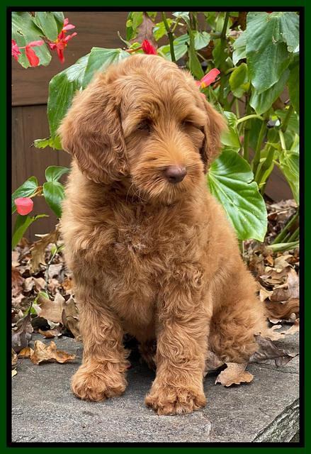 Bree Patrick pups 8 wks old 6152111