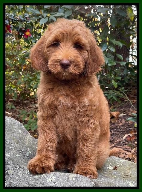 Bree Patrick pups 8 wks old 7152111