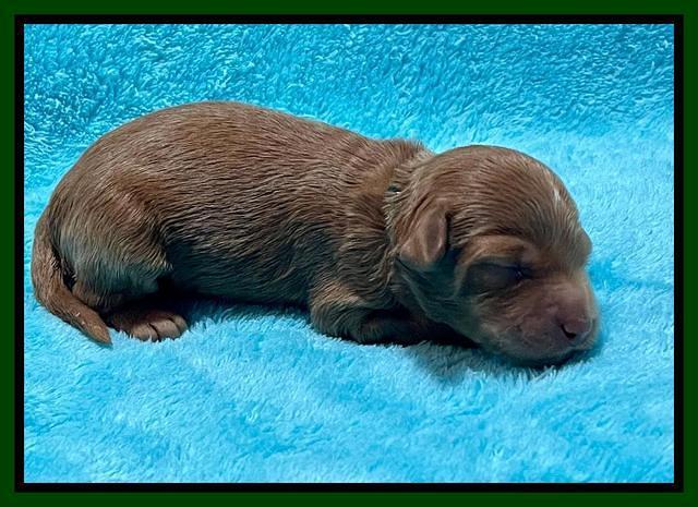 Bree Patrick pups1 week old 51