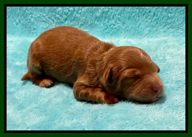Bree Patrick pups1 week old 61