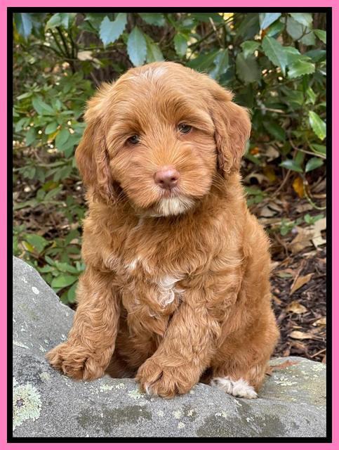 Bree Patrick 8 wks old 31