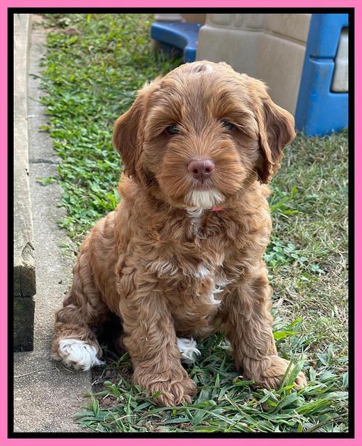 Bree Patrick 8 wks old 61