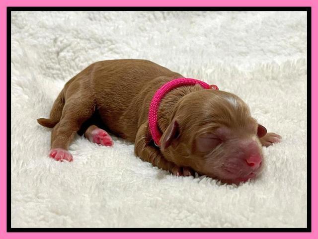 Bree Patrick Newborn 101