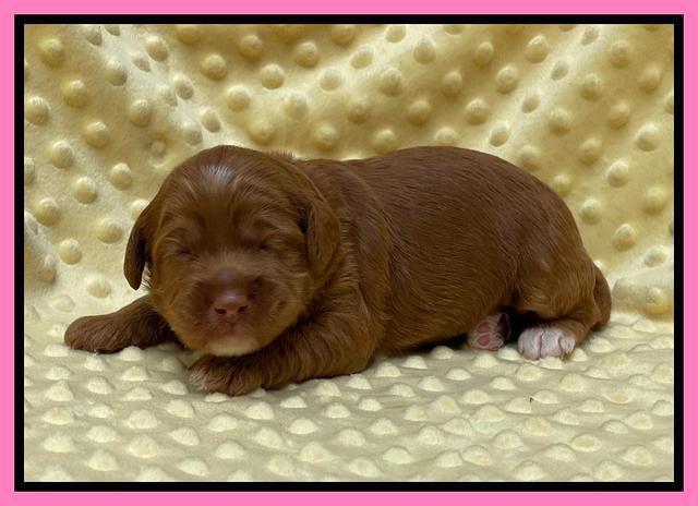 Bree Patrick pups 2 wks old 81