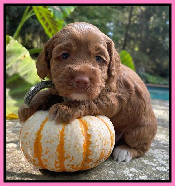 Bree Patrick pups 4 wks old 171
