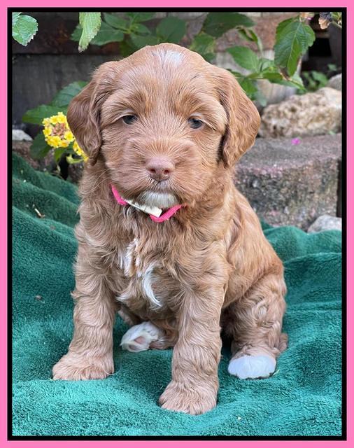 Bree Patrick pups 5 wks old 191