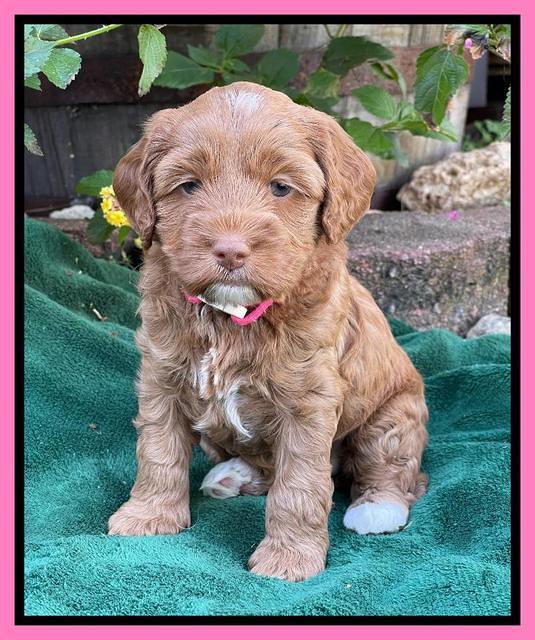 Bree Patrick pups 5 wks old 201