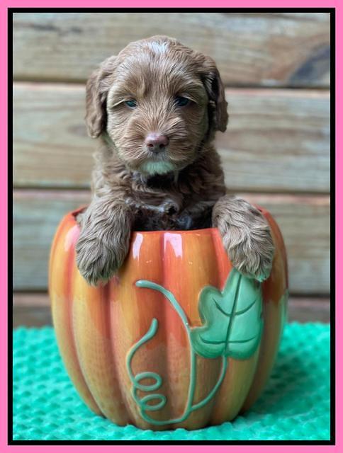 Bree Patrick pups 6 wks old 241
