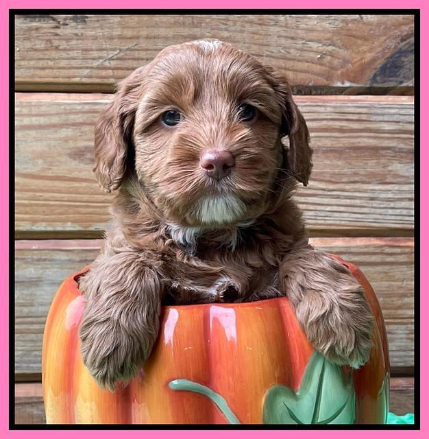 Bree Patrick pups 6 wks old 251