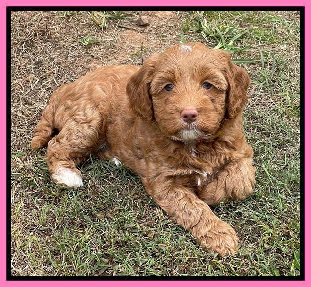Bree Patrick pups 7 wks old 211