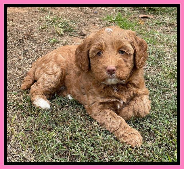 Bree Patrick pups 7 wks old 241