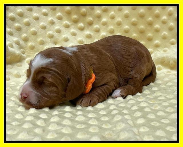 Bree Patrick pups 2 wks old 101