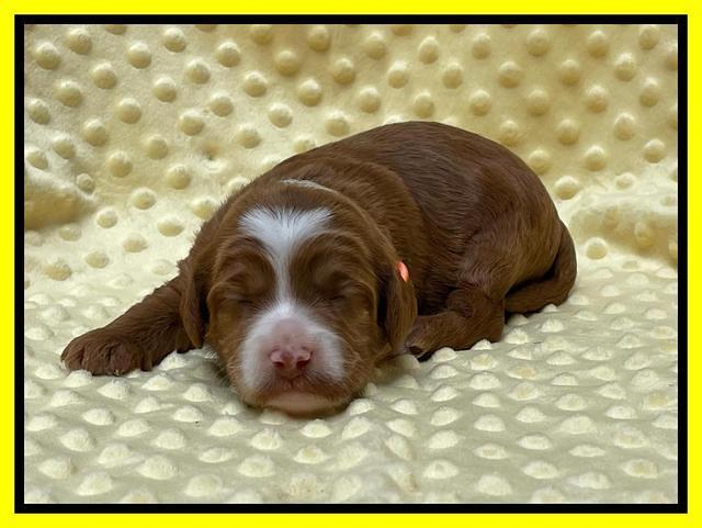 Bree Patrick pups 2 wks old 111