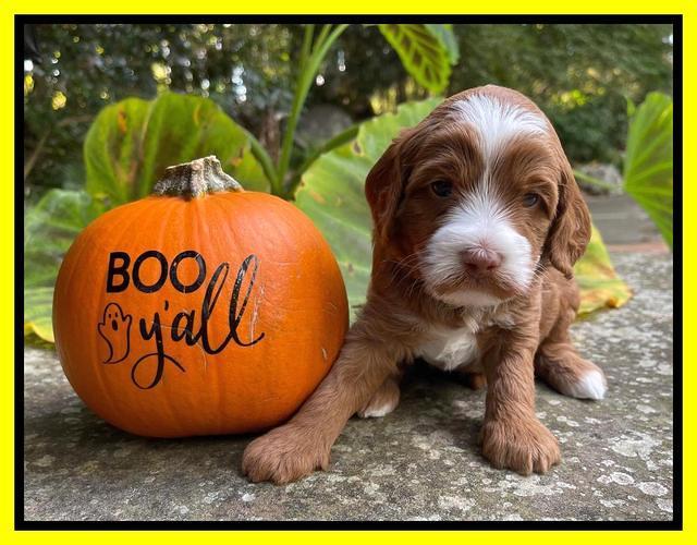 Bree Patrick pups 4 wks old 201