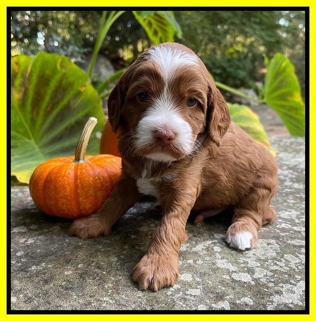 Bree Patrick pups 4 wks old 231