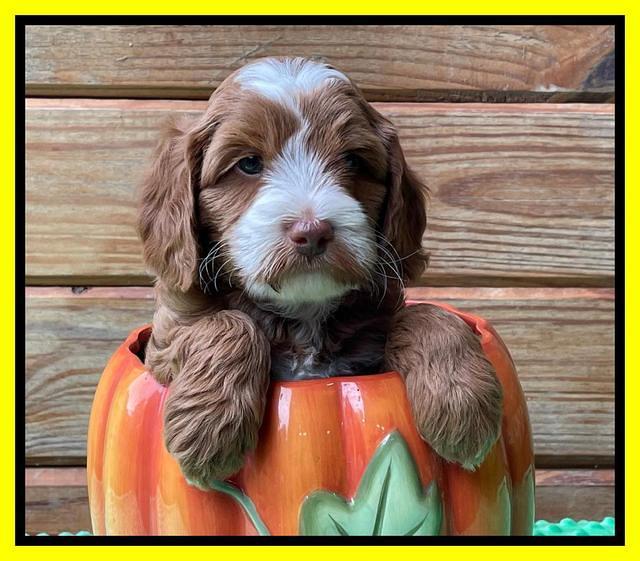 Bree Patrick pups 6 wks old 291