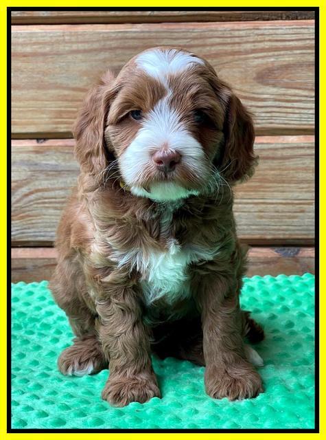 Bree Patrick pups 6 wks old 321