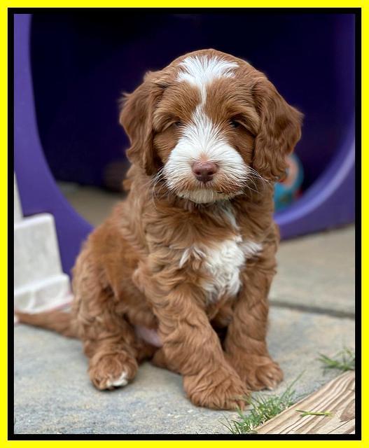 Bree Patrick pups 7 wks old 261