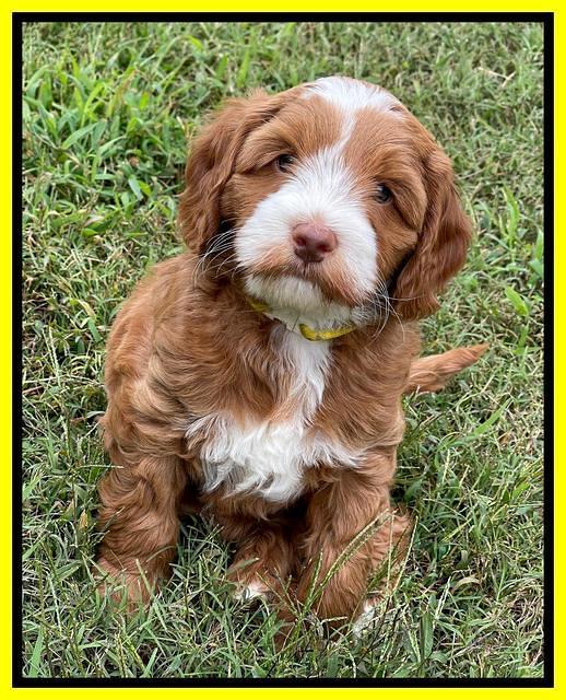 Bree Patrick pups 7 wks old 301