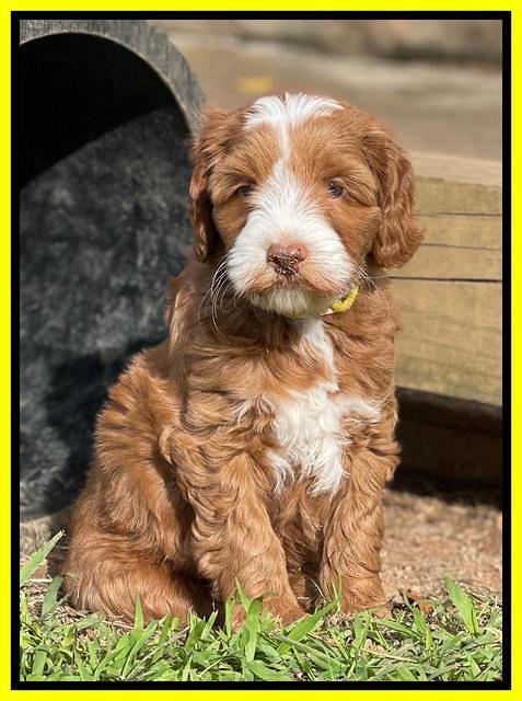 Bree Patrick pups 7 wks old 351