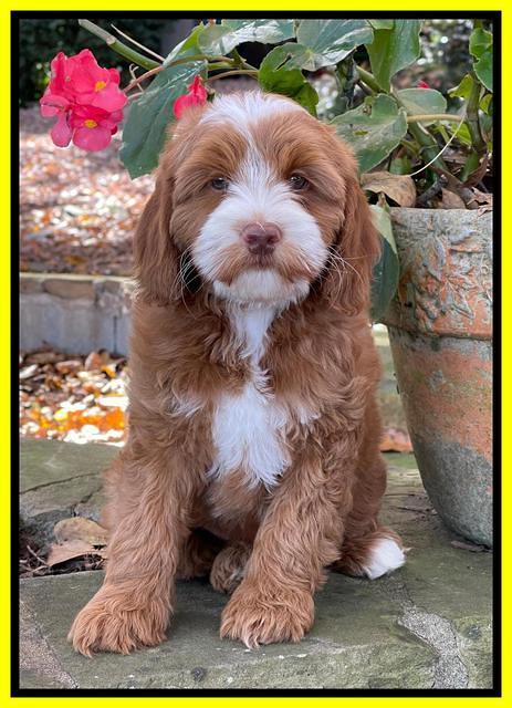 Bree Patrick pups 8 wks old 10152