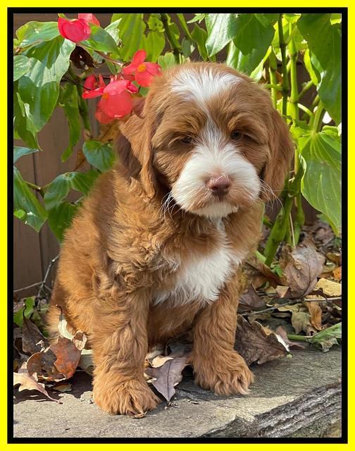 Bree Patrick pups 8 wks old 11152