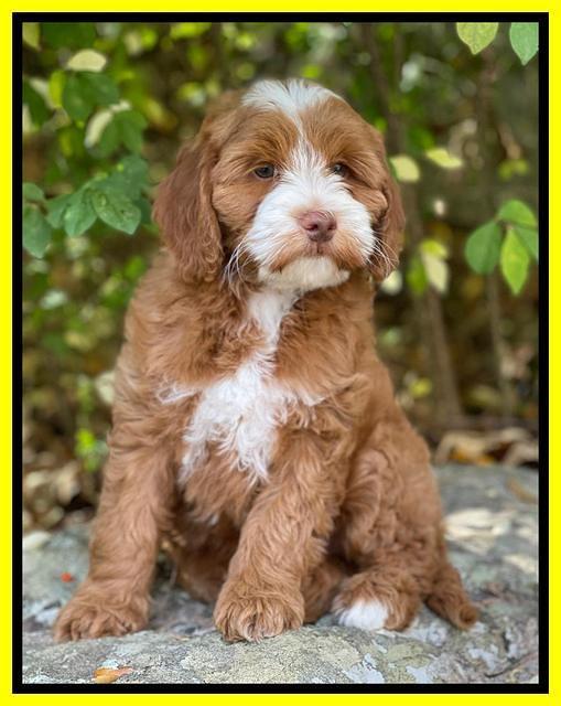 Bree Patrick pups 8 wks old 6152