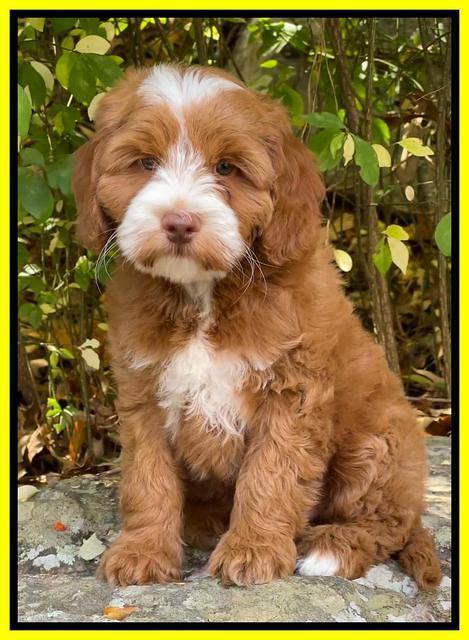 Bree Patrick pups 8 wks old 8152