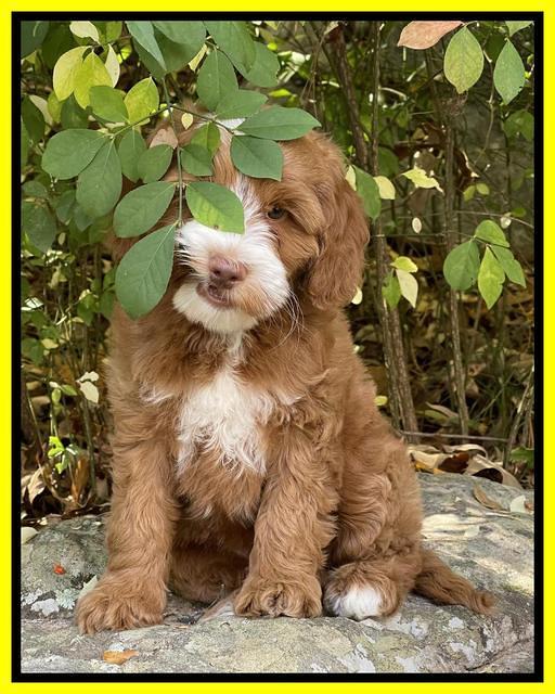 Bree Patrick pups 8 wks old 9152