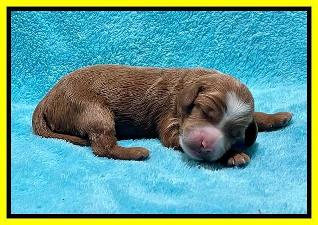 Bree Patrick pups1 week old 201