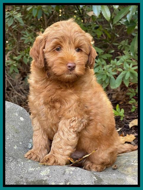 Bree Patrick 8 wks old 111