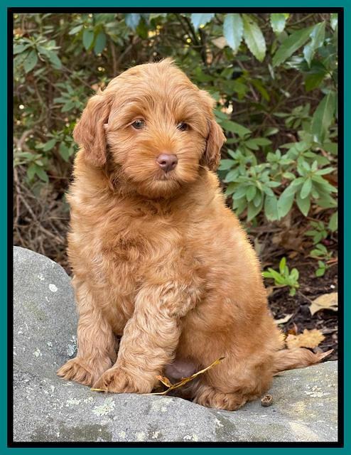 Bree Patrick 8 wks old 121