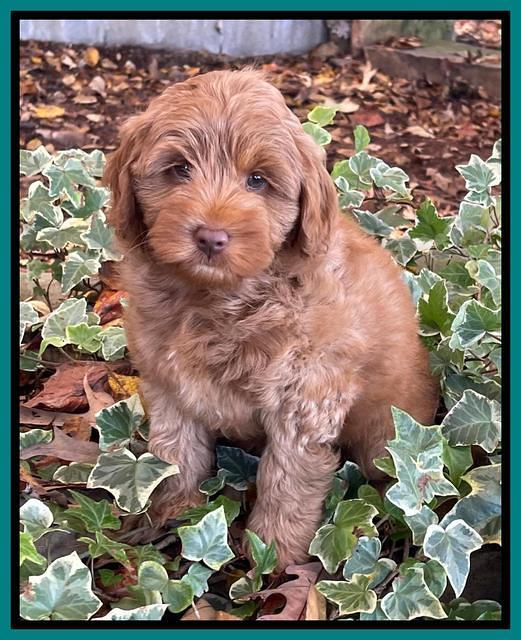 Bree Patrick 8 wks old 141