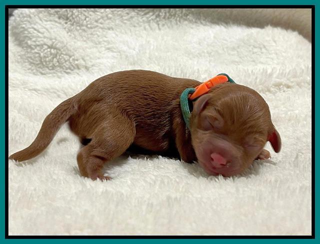 Bree Patrick Newborn 151