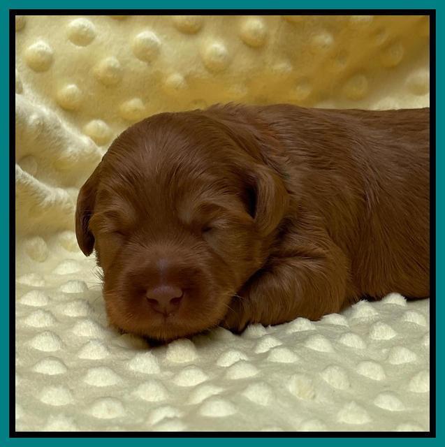 Bree Patrick pups 2 wks old 121
