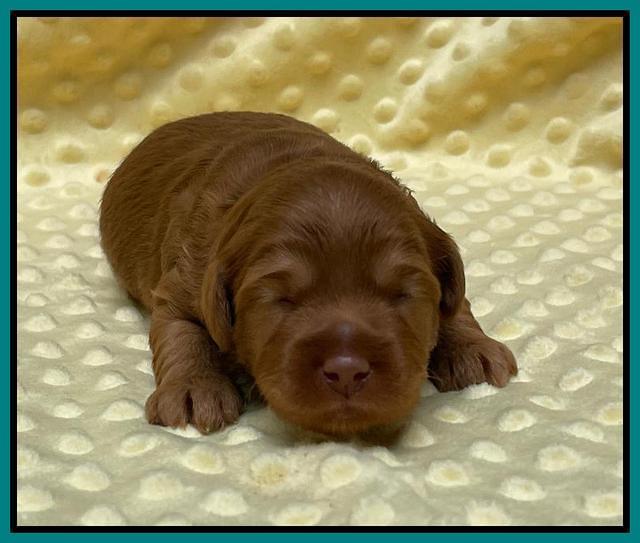 Bree Patrick pups 2 wks old 151