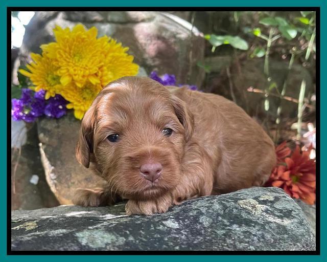 Bree Patrick pups 3 wks old 241