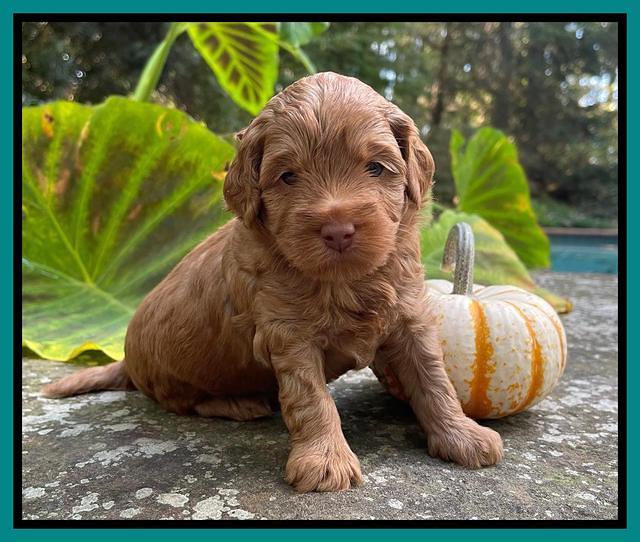 Bree Patrick pups 4 wks old 241
