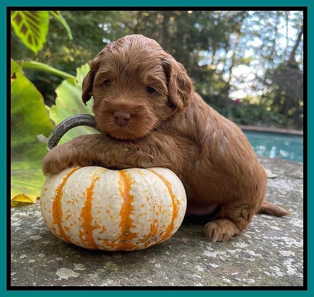 Bree Patrick pups 4 wks old 251