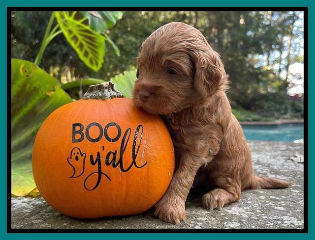 Bree Patrick pups 4 wks old 261